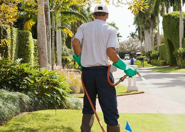 About Hamilton WA Pest Control